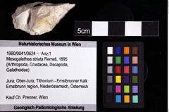 Foto (Objket + Etiketten) von Mesogalathea striata (Remeš, 1895) 